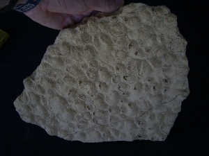 Stromatolithen aus dem mittleren Muschelkalk Stromatolithen aus dem mittleren Muschelkalk