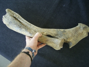 Bison priscus Unterarm aus dem deutschen Pleistozän