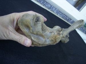 Bison priscus Unterarm aus dem deutschen Pleistozän
