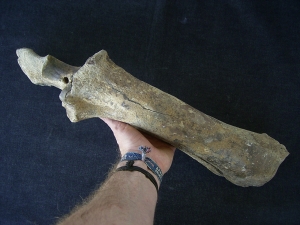 Bison priscus Unterarm aus dem deutschen Pleistozän