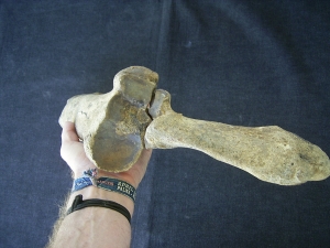 Bison priscus Unterarm aus dem deutschen Pleistozän