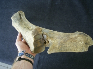 Bison priscus Unterarm aus dem deutschen Pleistozän