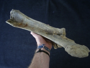 Bison priscus Unterarm aus dem deutschen Pleistozän