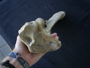 Bison priscus Unterarm aus dem deutschen Pleistozän