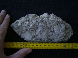 Captorhinus bonebed