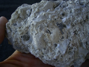 Captorhinus bonebed