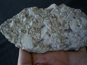 Captorhinus bonebed