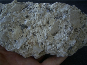 Captorhinus bonebed