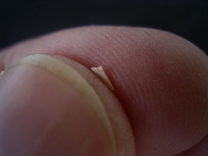 Ceratosaurus Zahn aus der Trias