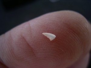 Ceratosaurus Zahn aus der Trias