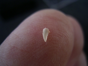 Ceratosaurus Zahn aus der Trias