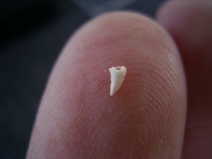 Ceratosaurus Zahn aus der Trias