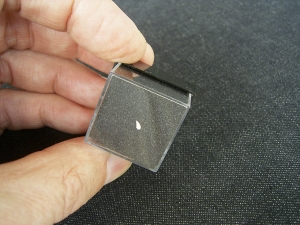 Ceratosaurus Zahn aus der Trias