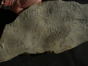 Arthropoden Fährtenplatte aus dem deutschen Devon