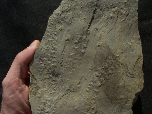 Arthropoden Fährtenplatte aus dem deutschen Devon