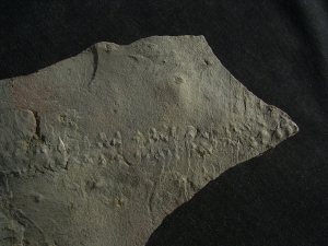 Arthropoden Fährtenplatte aus dem deutschen Devon