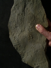 Arthropoden Fährtenplatte aus dem deutschen Devon