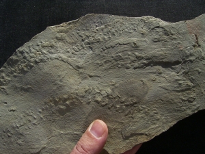 Arthropoden Fährtenplatte aus dem deutschen Devon