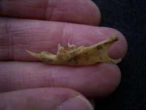 Ziesel Mandibula Sciuroidae