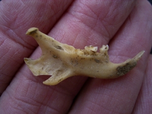 Ziesel Mandibula Sciuroidae