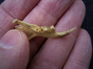 Ziesel Mandibula Sciuroidae