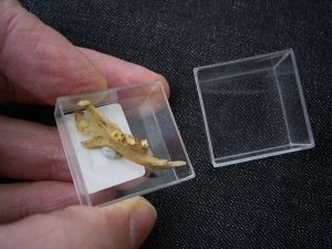 Ziesel Mandibula Sciuroidae