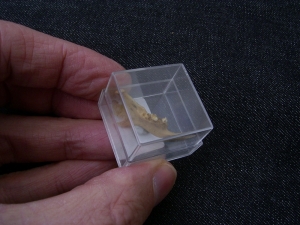 Ziesel Mandibula Sciuroidae