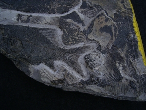 Fischplatte aus der Trias