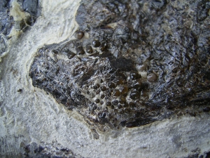 Fischplatte aus der Trias