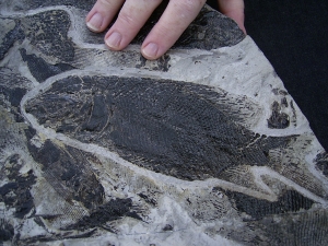 Fischplatte aus der Trias