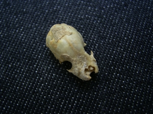 Bat skull #1