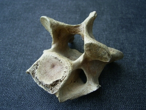 Hyänen Wirbel