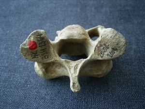 Hyänen Wirbel