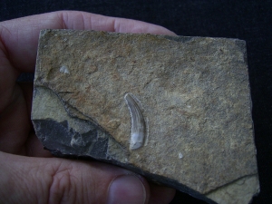 Tanystropheus tooth