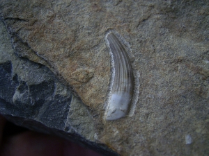 Tanystropheus tooth