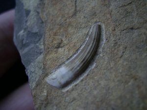 Tanystropheus tooth