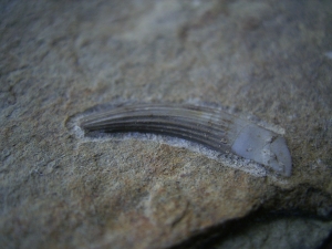 Tanystropheus tooth
