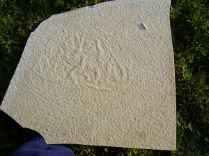 Qualle aus Solnhofen
