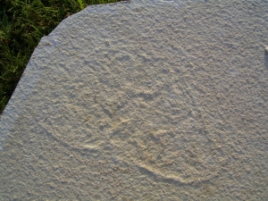 Qualle aus Solnhofen
