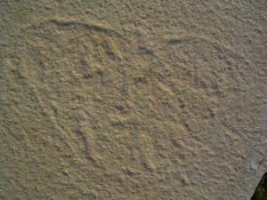 Qualle aus Solnhofen