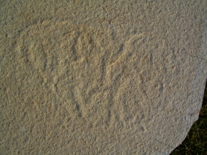 Qualle aus Solnhofen