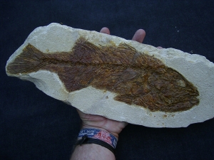 Mioplosus