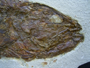 Mioplosus