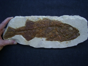 Mioplosus