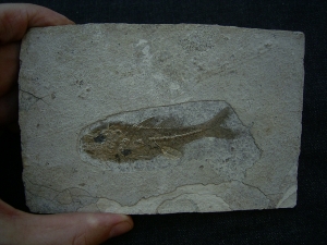 Dapalis macrurus
