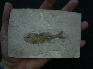 Dapalis macrurus
