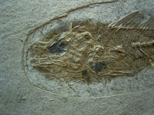 Dapalis macrurus