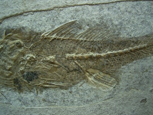 Dapalis macrurus