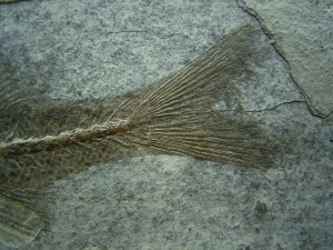 Dapalis macrurus