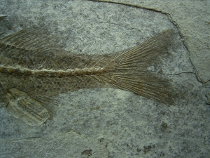 Dapalis macrurus